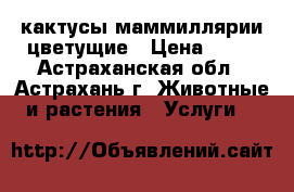 кактусы маммиллярии цветущие › Цена ­ 50 - Астраханская обл., Астрахань г. Животные и растения » Услуги   